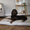 Scruffs Harvard - Orthopedisch Hondenkussen - Memory Foam - Pearl Grey - XL - 120 x 75 cm