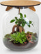 Hebe Bonsai