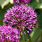 Plant in a Box - Allium Purple Sensation - 60x Alium bloembollen - Bollen winterhard voor in de tuin - vroege bloeiers