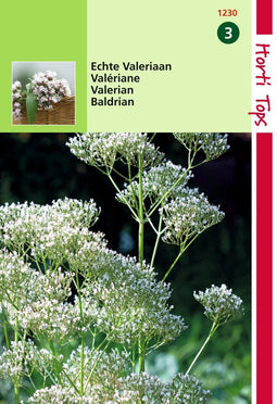 2 stuks - Hortitops - HT Echte Valeriaan