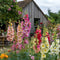 Plant in a Box - Alcea rosea - Mix van 3 - 'Spring celebrities' - Rood, geel, paars - Pot 9cm - Hoogte 25-40cm