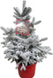 Picea sneeuw – ↨ 95cm – ⌀ 30cm