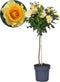 Plant in a Box - Rosa Palace 'Mysore’ - Gele stamroos voor binnen,tuin,terras of balkon - Pot 19cm - Hoogte 80-100cm