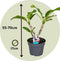 Plant in a Box - Plumeria Frangipani Paars - Hawaii - Tropische kamerplant - Sterk geurende bloemen - Pot 17cm - Hoogte 55-70cm