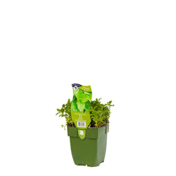 Griffioen - Marokkaanse munt kruid Mentha spicata Moroccan