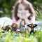 schleich WILD LIFE - Starterset Wild Life - Speelfiguur - Kinderspeelgoed voor Jongens en Meisjes - 3 tot 8 jaar