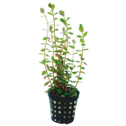 Aquadistri - Ap-rotala rotundifolia 5 cm pot
