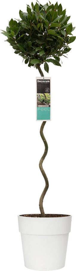 Goed & Groen - Decorum Laurus nobilis (in spiraalvorm) in ELHO Vibia sierpot voor buiten -↨ 120cm - Potmaat 30cm - Kwaliteit Planten - Tuin Plant - Tuinplantenplanten - Sfeer