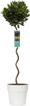 Goed & Groen - Decorum Laurus nobilis (in spiraalvorm) in ELHO Vibia sierpot voor buiten -↨ 120cm - Potmaat 30cm - Kwaliteit Planten - Tuin Plant - Tuinplantenplanten - Sfeer