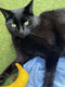 Yeowww! Banaan Kicker - Catnip Kattenkruid Speeltje voor Katten - Geel - 18 cm