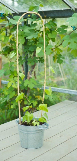 2 stuks Bamboestok gebogen naturel H60cm dia. 8-10mm set a 3 stuks