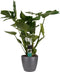 Decorum Monstera Deliciosa - Elho brussels antracite – ↨ 70 cm – ⌀ 21 cm