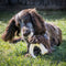 Nylabone extreme chew wishbone bison - Default Title