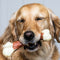 Nylabone Extreme kauwbot dijbeen met rundvleessmaak