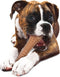 Nylabone Extreme kauwbot met baconsmaak - Voor Krachtige Kauwers - XS/S/M/L/XL - X-Small