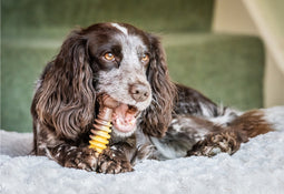 Nylabone Extreme kauwbot met rund- en kaassmaak - Voor krachtige kauwers - in S/M/XL - X-Large