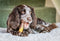 Nylabone Extreme kauwbot met rund- en kaassmaak - Voor krachtige kauwers - in S/M/XL - X-Large
