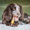 Nylabone Extreme kauwbot met rund- en kaassmaak - Voor krachtige kauwers - in S/M/XL - X-Large