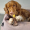 Nylabone Extreme kauwbot met rund- en kaassmaak - Voor krachtige kauwers - in S/M/XL - X-Large