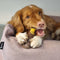 Nylabone Extreme kauwbot met rund- en kaassmaak - Voor krachtige kauwers - in S/M/XL - X-Large
