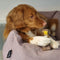 Nylabone Extreme kauwbot textuur met rund- en kaassmaak