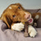 Nylabone Extreme kauwbot textuur met rund- en kaassmaak