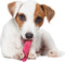 Nylabone Puppy kauwbot voor wisselgebit met kipsmaak In roze of blauw - XS - Roze