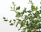 Plant in a Box - Eucalyptus parvifolia 'Oliva' - Set van 2 - Eucalyptusstruik - Tuinplant - Pot 15cm - Hoogte 35-45cm