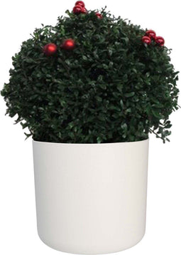 Ilex crenata Stokes X-mas in ELHO b.for soft rond sierpot (wit) ↨ 45cm - hoge kwaliteit planten