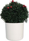 Ilex crenata Stokes X-mas in ELHO b.for soft rond sierpot (wit) ↨ 45cm - hoge kwaliteit planten
