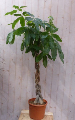 Kamerplant Geldboom Pachira op gevlochten stam 200 cm