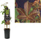 3 stuks - Van der starre - Klimplant Parthenocissus Henryana 75 cm