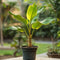 Plant in a Box - Musella lasiocarpa - Fruitboom - Set van 2 - Pot 9cm - Hoogte 25-40cm