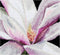 Thea Gouverneur - Borduurpakket met telpatroon - 495A - Voorgesorteerde DMC Garens - Magnolia - Aida - 15 cm x 14 cm - DIY Kit