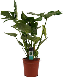 Goed & Groen - Monstera Deliciosa - ↨ 70cm - Potmaat 21 - Exclusieve Kwaliteit Planten - Kamer Plant - Kamerplanten - Sfeer - Interieur