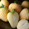 Plant in a Box - Fragaria White Pine - Set van 6 - Witte aardbeien - Ananasaardbei - Pineberry