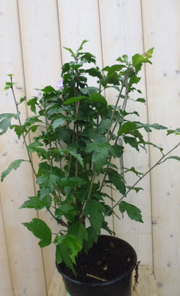 Hibiscus struik Blauw 40 cm