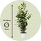 Plant in a Box - Laurier - Laurus nobilis - Hoogte 30-40cm - Pot 14cm - Struik - Groen