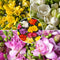 Plant in a Box - Freesia Double Mix - x40 Bloembollen - Zomerbloeiende bloembollen voor tuin, terras of balkon.