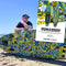 Matchu x Wotto - SUP board - Opblaasbaar - 320x81x15 - Limited edition ART - Blauw limegroen