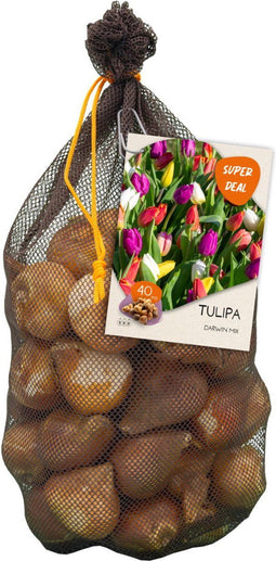 Baltus - Bollen Tulipa Darwin mix 40 stuks