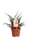 Kamerplant van OnlyPlants - 2x Vrouwentong - ↕ 40 cm - Sanseveria Fernwood duo - luchtzuiverend