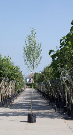 Witte wilg | Salix alba 18-20 cm | Bomenbezorgd.nl