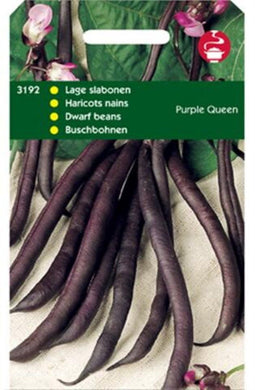 Stamslabonen Purple Queen