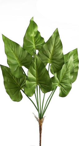 PTMD leaves plant groen caladium blad struik