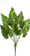 PTMD leaves plant groen caladium blad struik