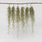 Plant in a Box - Set van 6 Tillandsia Usneoides 'Baard tillandsias' - Luchtplantjes - Kamerplanten - Decoratie - Hoogte 25-50cm