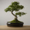 Bonsai of Gaman - Authentieke XXL Bonsai - 18 - 22 jaar oud - Inclusief pot & Schaal van Japans keramiek - The Bonsaïst