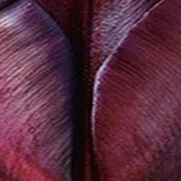 JUB - Tulipa Continental