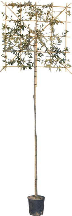 Steeneik leiboom 240 cm | Quercus ilex 4-6 cm 240 cm| Bomenbezorgd.nl